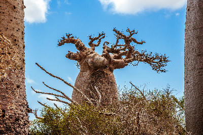 Ancient baobab tree surrounded by thorny dry forest vegetation near Andavadoaka in western Madagascar
