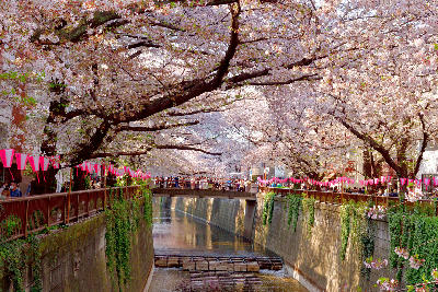 Cherry blossom trees arching over Meguro River with a pedestrian bridge and reflections in Tokyo, Japan.