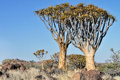 Tall quiver trees with pale trunks and branching canopies standing among dry grass and scattered rocks beneath a clear blue sky in Namibia.