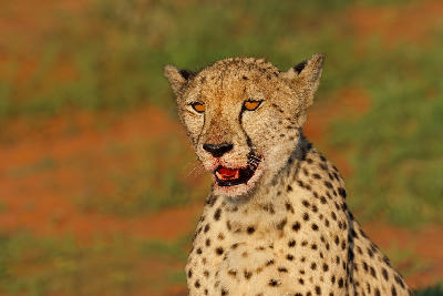 Portrait of a cheetah in golden light at Madikwe Game Reserve, North West Province, South Africa.