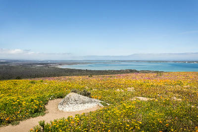 Spring wildflowers overlooking Langebaan Lagoon from Postberg in West Coast National Park, South Africa.