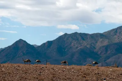 Four emus walking across dry rocky terrain near Moralana Scenic Drive, with rugged Flinders Ranges mountains in the background, South Australia.