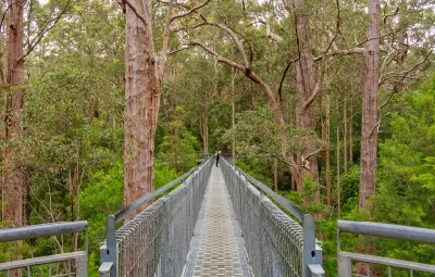 Visitors walking along the elevated Tree Top Walk between tall tingle trees at the Valley of the Giants near Walpole, Western Australia.