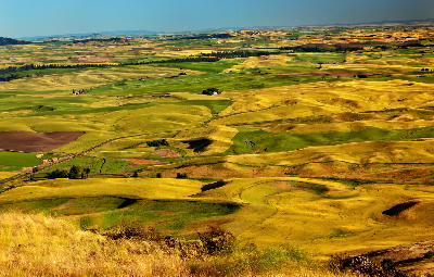 Curving agricultural hills and patchwork farmland viewed from Steptoe Butte in the Palouse region of Washington State.