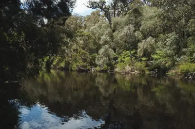 Warren River reflecting dense forest along its banks in Warren National Park, Western Australia.