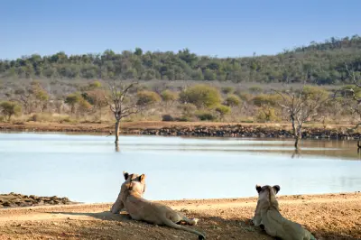 Two lionesses lying beside a waterhole with bare trees and bushveld vegetation in Madikwe Game Reserve, North West Province, South Africa.