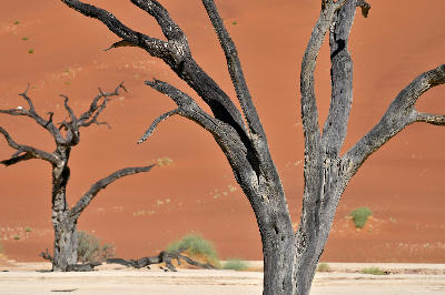 Close-up of dark dead camel thorn trees standing on the white clay floor of Deadvlei with soft orange sand dunes filling the background in Namibia.