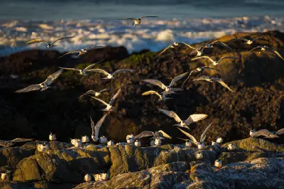 Common Terns roosting and flying above rocky shoreline at Pearl Bay near Yzerfontein during golden-hour light.