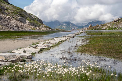 Stepping stones across Lac des Vaches with cottongrass and shallow water in Vanoise National Park