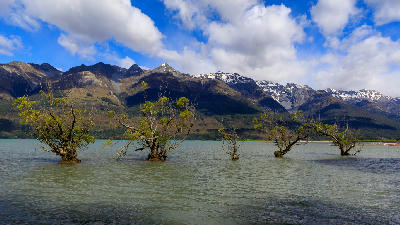 Willow trees standing in shallow water at Glenorchy Lagoon with alpine mountains behind in New Zealand.