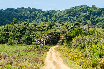 Dirt road passing through dense coastal forest and dune vegetation at Cape Vidal in iSimangaliso Wetland Park.