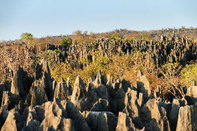 Layered limestone pinnacles across Tsingy de Bemaraha in western Madagascar