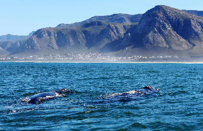 Southern right whales swimming offshore beneath the mountain coastline of Walker Bay near Hermanus, South Africa