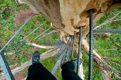 Climber looking down the metal pegs of Gloucester Tree high above the forest near Pemberton, Western Australia.
