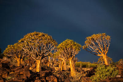 A group of quiver trees glowing in low sunlight against a dramatic dark storm sky in the rocky desert landscape of Namibia.