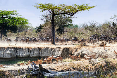 Wildebeest, zebra and impala gathered at a waterhole in Nyerere National Park, Tanzania.