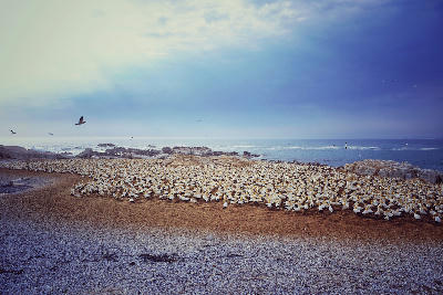 Large colony of Cape gannets covering Bird Island near Lambert's Bay, with thousands of seabirds nesting beside the Atlantic Ocean shoreline.
