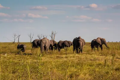 African elephants walking across the open grasslands of the Savuti Marsh in Chobe National Park, Botswana.