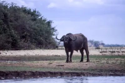 Cape buffalo on the sandy banks of the Rufiji River in Nyerere National Park.