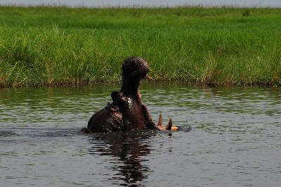 Hippopotamus yawning in a water channel at Xakanaxa in Moremi Game Reserve, Botswana.