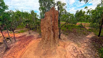Tall reddish cathedral termite mound surrounded by pandanus palms and tropical woodland on red sandy ground in Litchfield National Park, Northern Territory, Australia.