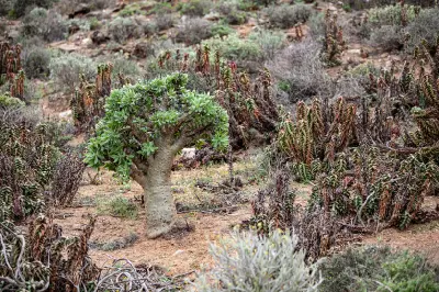Botterboom succulent growing among rocky desert vegetation in Helskloof Pass within the Richtersveld Cultural and Botanical Landscape.