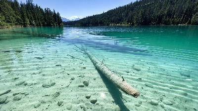 Submerged log in clear turquoise water at Valley of the Five Lakes, Jasper National Park