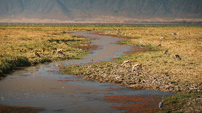 Thomson's gazelles grazing beside a winding stream on the Ngorongoro Crater floor in Tanzania's Ngorongoro Conservation Area.
