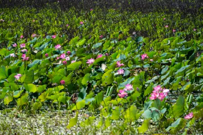 Pink lotus flowers blooming among dense green aquatic leaves and tall stems at Mamukala Wetlands in Kakadu National Park, Northern Territory.