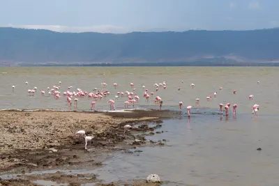 Lesser flamingos feeding in the shallow waters of Lake Magadi on the Ngorongoro Crater floor in Tanzania.