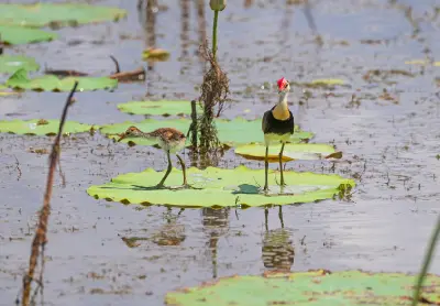Adult comb-crested jacana with a red crest and its fluffy chick standing on broad floating lily leaves in Kakadu National Park, Northern Territory, Australia.