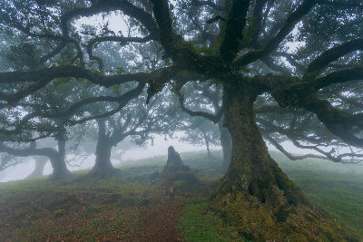 Fanal Forest, Madeira