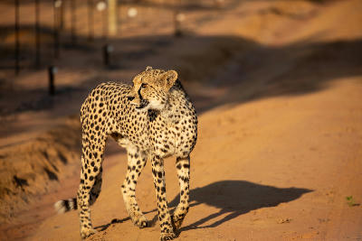 Adult cheetah walking along a sandy road in warm evening light at Welgevonden Game Reserve in the Waterberg region of Limpopo, South Africa.