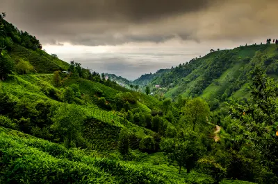 Tea plantations covering steep green hillsides above the Black Sea in Rize Province, Turkey.