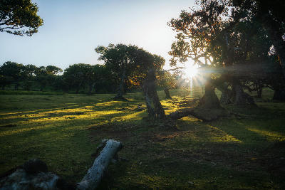 Fanal Forest, Madeira