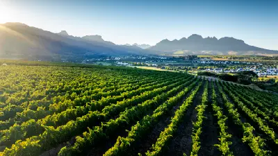 Vineyards at sunrise in the Stellenbosch wine region, Western Cape, South Africa.