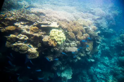 A school of brilliant blue fish swim around a part of the Agincourt Reef at the Great Barrier Reef.