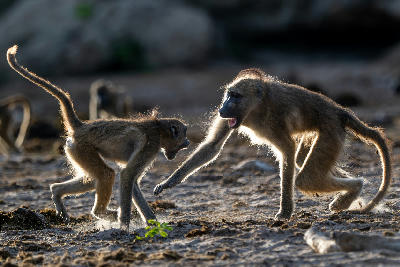 Two backlit chacma baboons playing on the sandy banks of the Chobe River in Chobe National Park, Botswana.