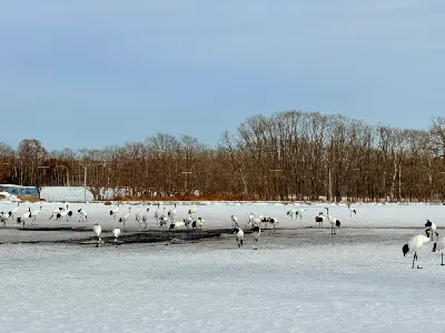 Group of red-crowned cranes standing and feeding on a snow-covered field in Tsurui Village, Hokkaido.