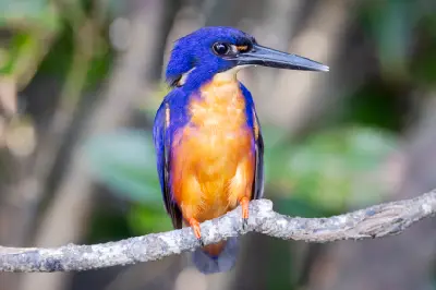 A detailed view of an Azure Kingfisher with brilliant blue feathers and an orange belly perched on a twig.