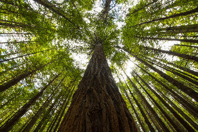 Upward view of tall redwood trees forming a dense green canopy in the Redwood Forests of northern California.