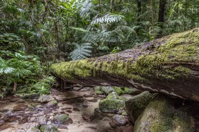 A thick fallen tree trunk blanketed in green moss bridges a clear forest creek surrounded by ferns and palms.