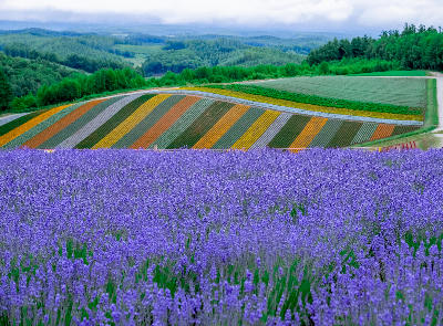 Lavender foreground with striped flower fields at Farm Tomita Furano Hokkaido Japan