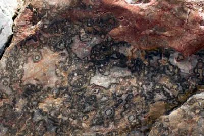 Circular fossil patterns embedded in limestone at Brachina Gorge, Flinders Ranges, South Australia.