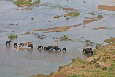 Herd of African elephants crossing the Olifants River in Kruger National Park, South Africa.