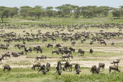 Large herds of migrating wildebeest grazing across the Ndutu Plains during the Great Migration calving season in Tanzania.