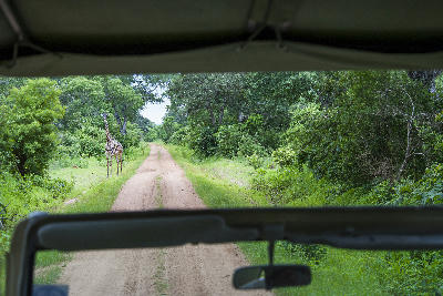 Masai giraffe viewed from a safari vehicle on a forest road in Katavi National Park, Tanzania.