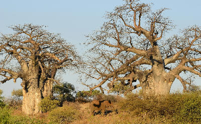 Elephant walking between giant baobab trees in the Pafuri region near Crooks Corner in northern Kruger National Park.