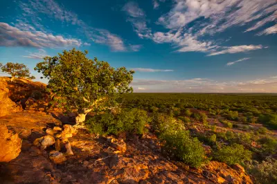 Rock fig tree growing on sandstone cliffs above the Limpopo Valley in golden evening light near the Mapungubwe Cultural Landscape, South Africa.