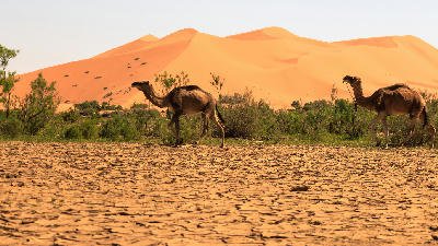 Camels walking near the Erg Chebbi dunes in Merzouga, Morocco.